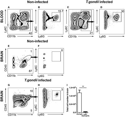 Behavior of Neutrophil Granulocytes during Toxoplasma gondii Infection in the Central Nervous System